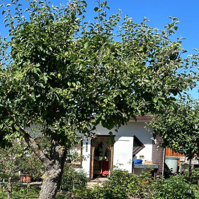 Alarmanlage sonsor im Gartenhaus
